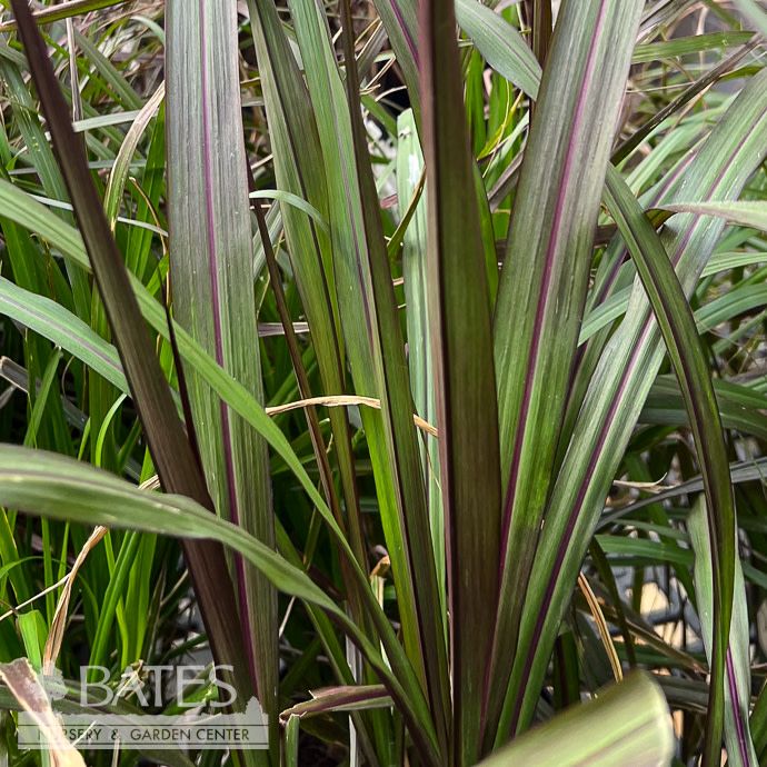 Tropical #1 Grass Pennisetum pur Princess Caroline Napier/ Fountain - No Warranty