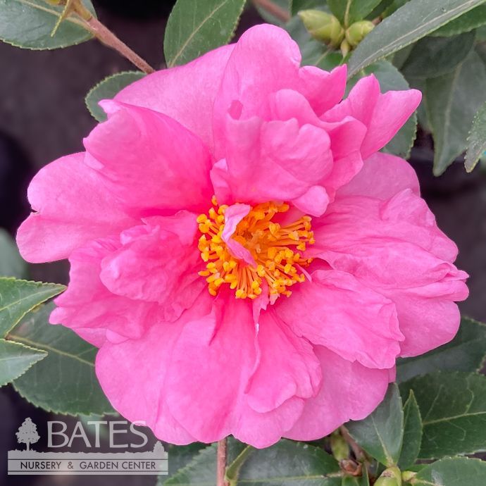 #3 Camellia x Winter's Joy/ Pink Semi-Double - No Warranty