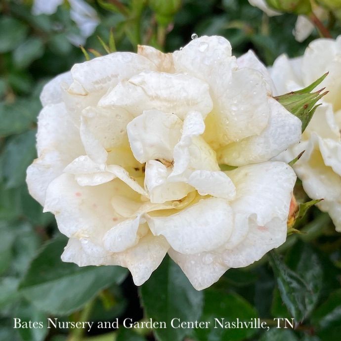 #3 Rosa Popcorn Drift/ Pale Yellow Groundcover Rose - No Warranty
