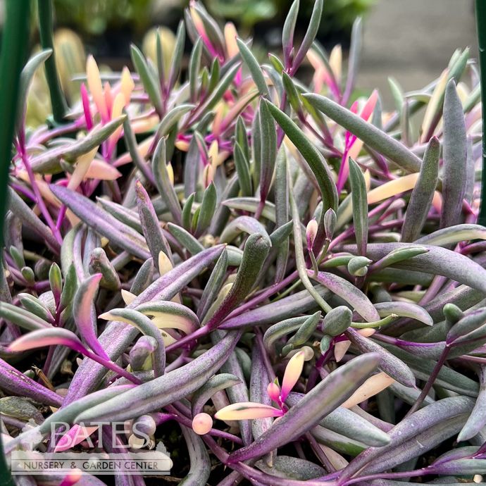 6hb! Senecio /Ruby Necklace VARIEGATED String Succulent Hanging Basket /Tropical