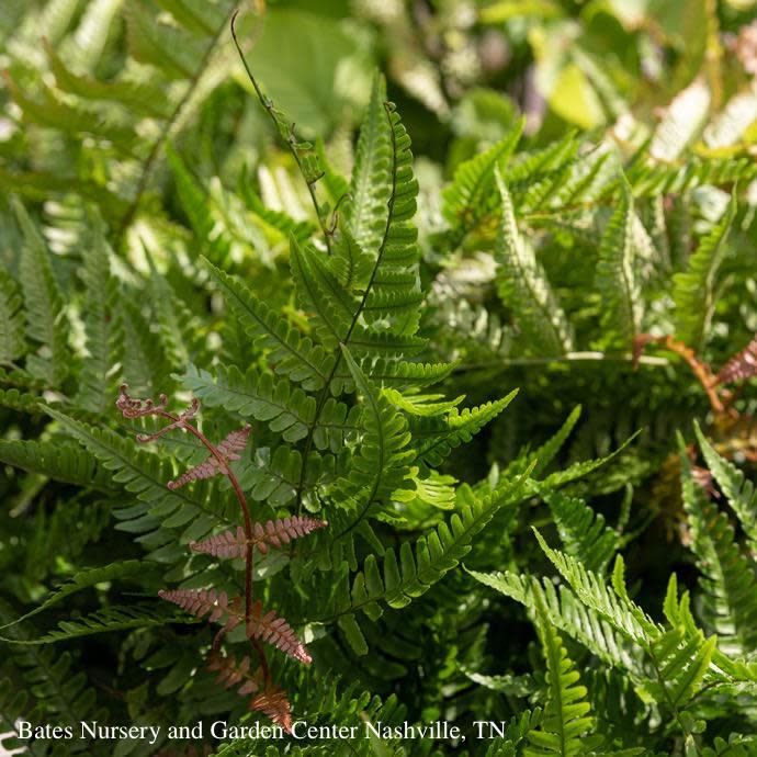 #1 Dryopteris ery Brilliance/ Autumn Fern
