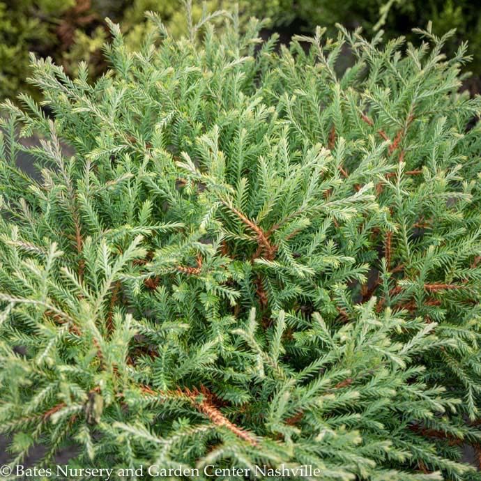 #3 Thuja occ SL Pancake/ Dwarf Arborvitae