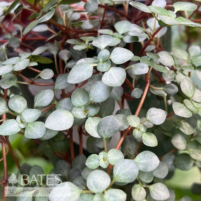 4p! Pilea Creeping Glauca /Tropical