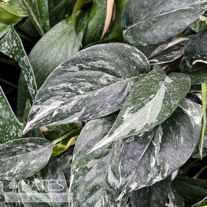 4p! Epipremnum pinnatum Variegata /Tropical