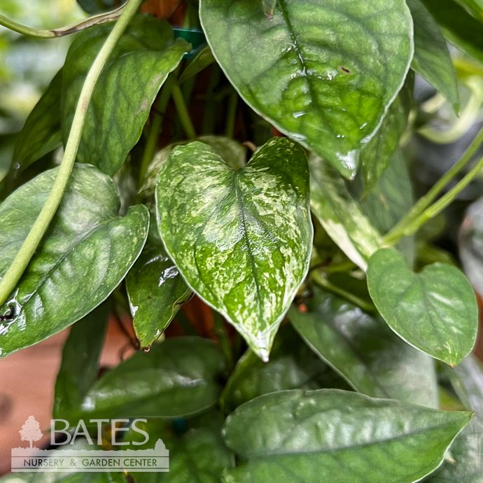 6p! Epipremnum pin Cebu Blue Ghost Variegated TOTEM  /Tropical