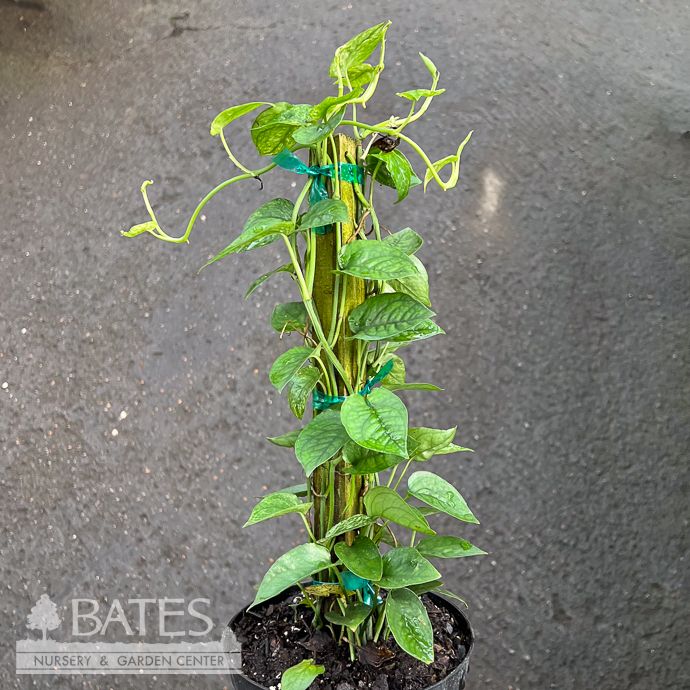 6p! Epipremnum pin Cebu Blue Ghost Variegated TOTEM  /Tropical