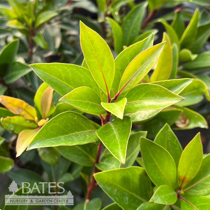 #3 Kalmia latifolia Peppermint/ Mountain Laurel Native (TN) - No Warranty