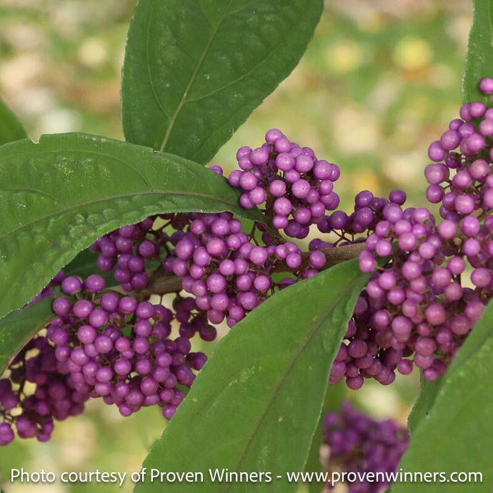 #3 Callicarpa x PW Bubble Up/ Beautyberry
