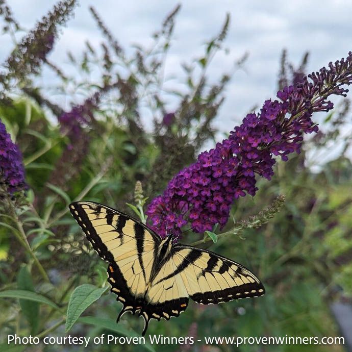 #3 Buddleia x PW Darkest Night/ Purple Butterfly Bush