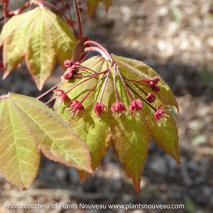 #15 Acer x Morning Starburst/ Hybrid Vine Maple