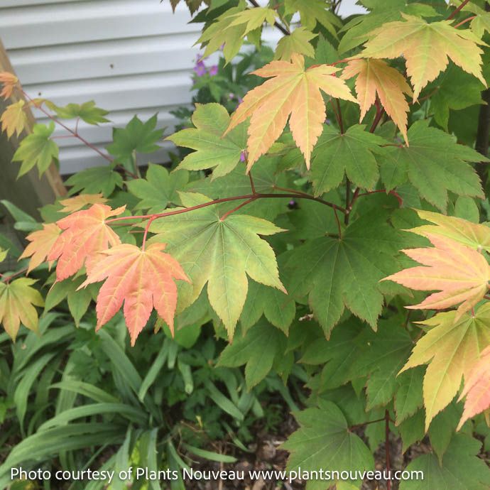 #15 Acer x Morning Starburst/ Hybrid Vine Maple