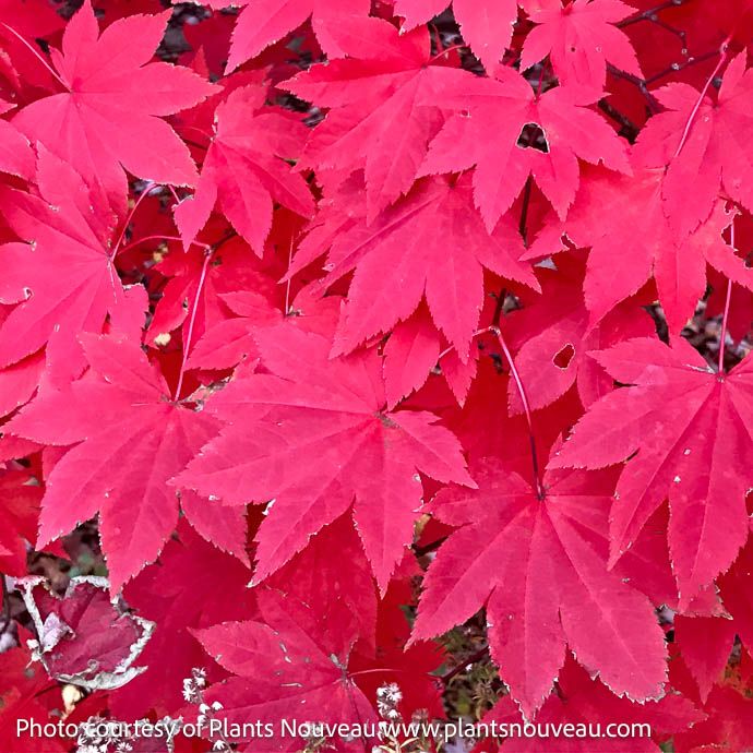 #15 Acer x Morning Starburst/ Hybrid Vine Maple
