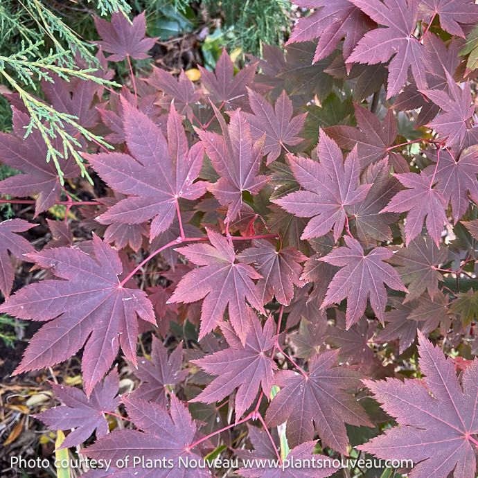 #15 Acer x Morning Starburst/ Hybrid Vine Maple