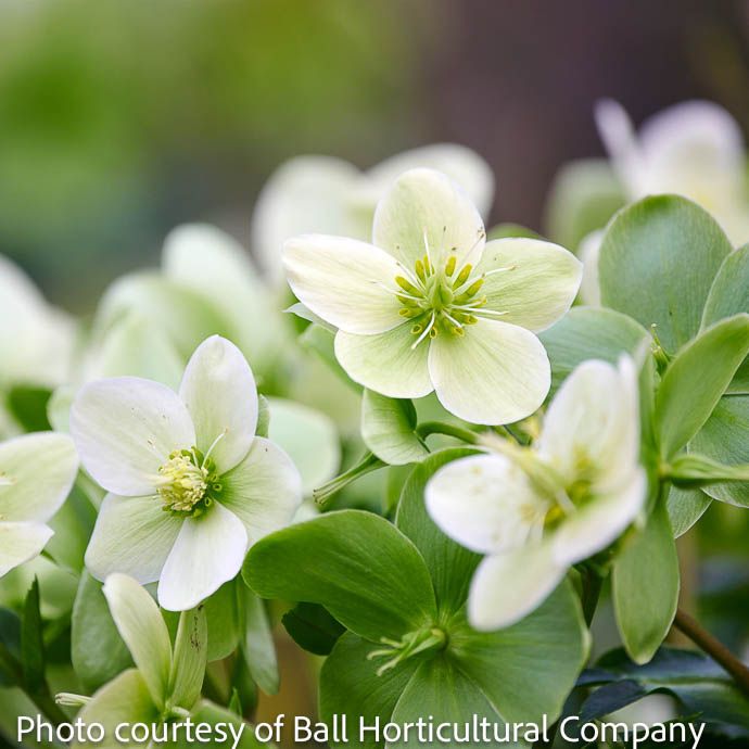 #1 Helleborus x Endless/ White Hellebore