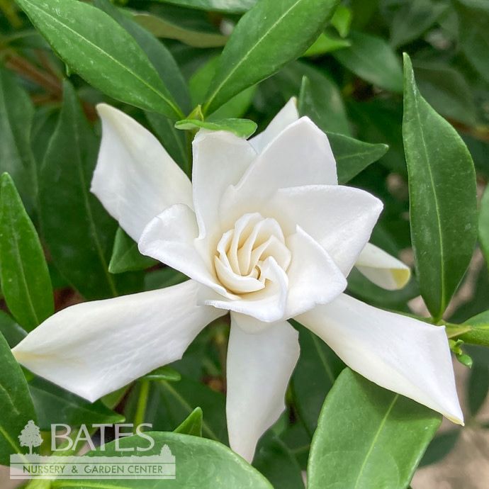 #1 Gardenia jas Frostproof/ Hardy - No Warranty