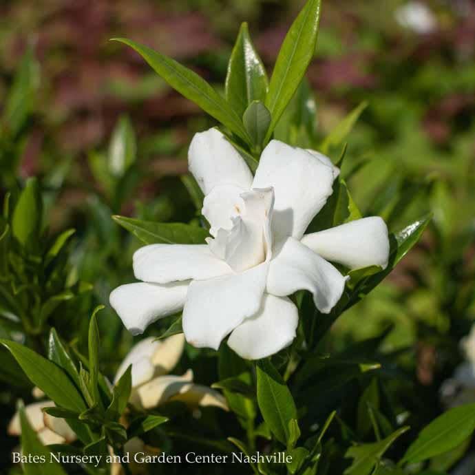 #1 Gardenia jas Frostproof/ Hardy - No Warranty