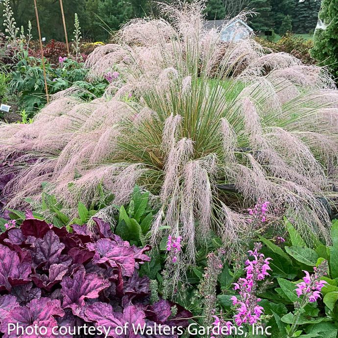 #1 Grass Muhlenbergia rev Undaunted/ Ruby Muhly