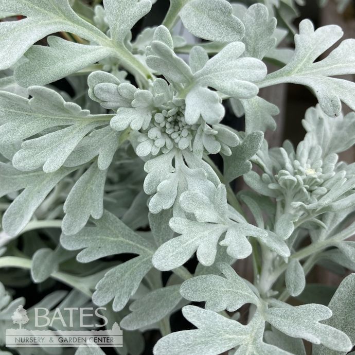QP Artemisia stell Brocade/ Wormwood