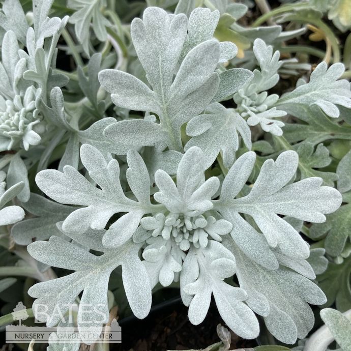QP Artemisia stell Brocade/ Wormwood