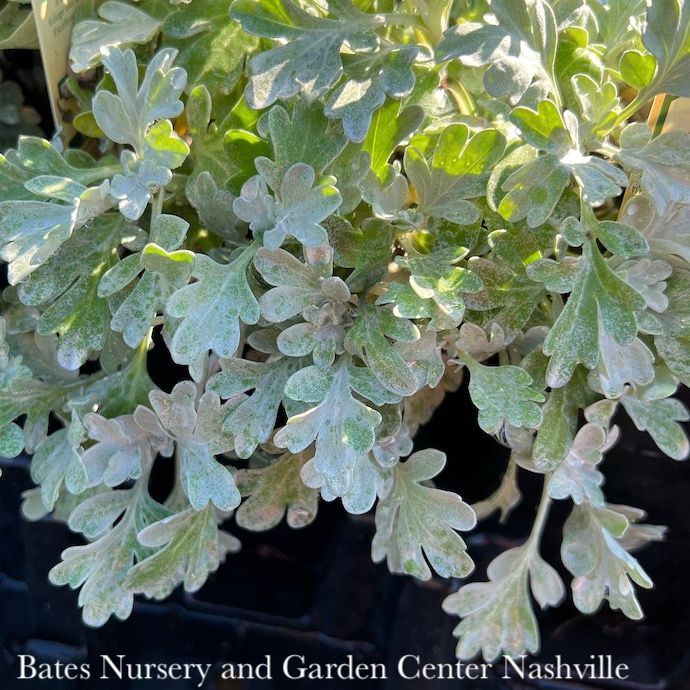 QP Artemisia stell Brocade/ Wormwood