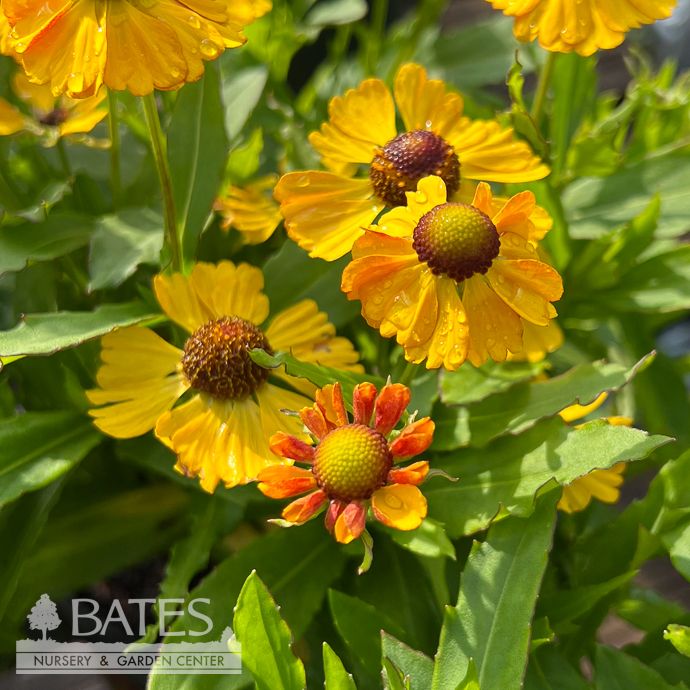 #1 Helenium aut Hayday 'Gold Bicolor'/ Sneezeweed Native (TN)