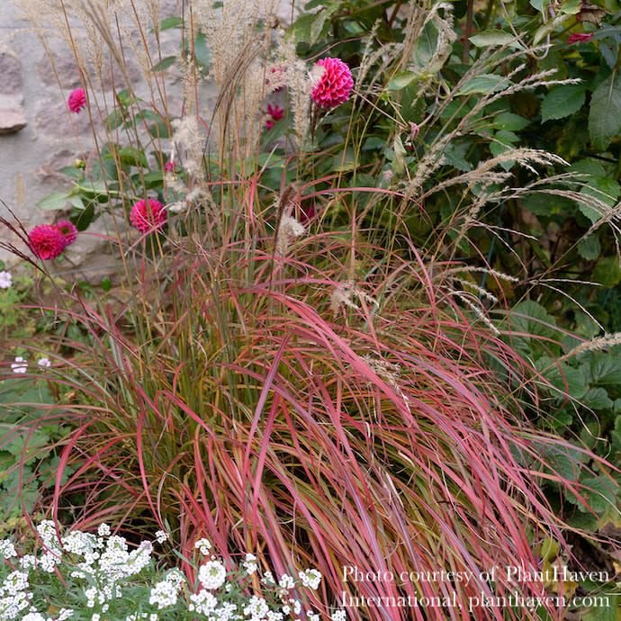 #1 Grass Miscanthus sine Little Miss/ Dwarf Maiden