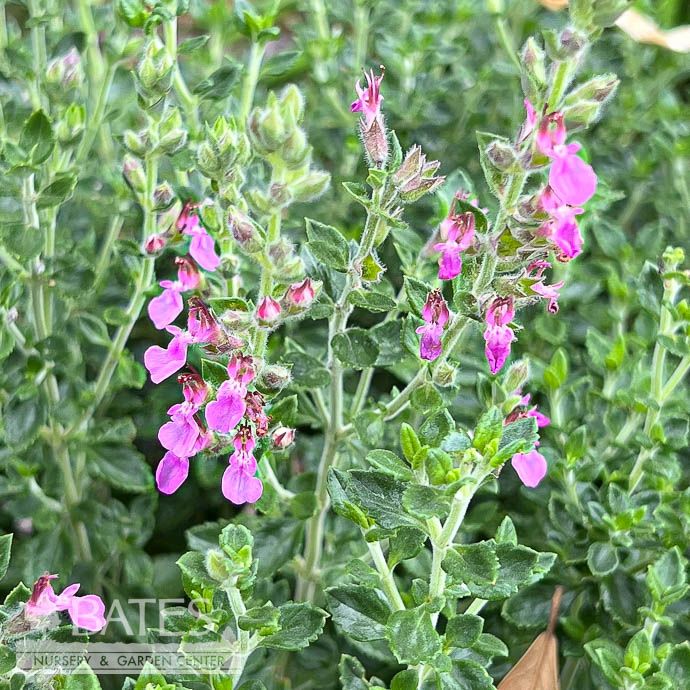QP Teucrium chamaedrys/ Germander