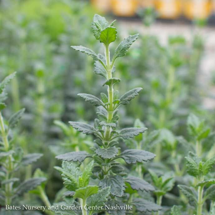 QP Teucrium chamaedrys/ Germander