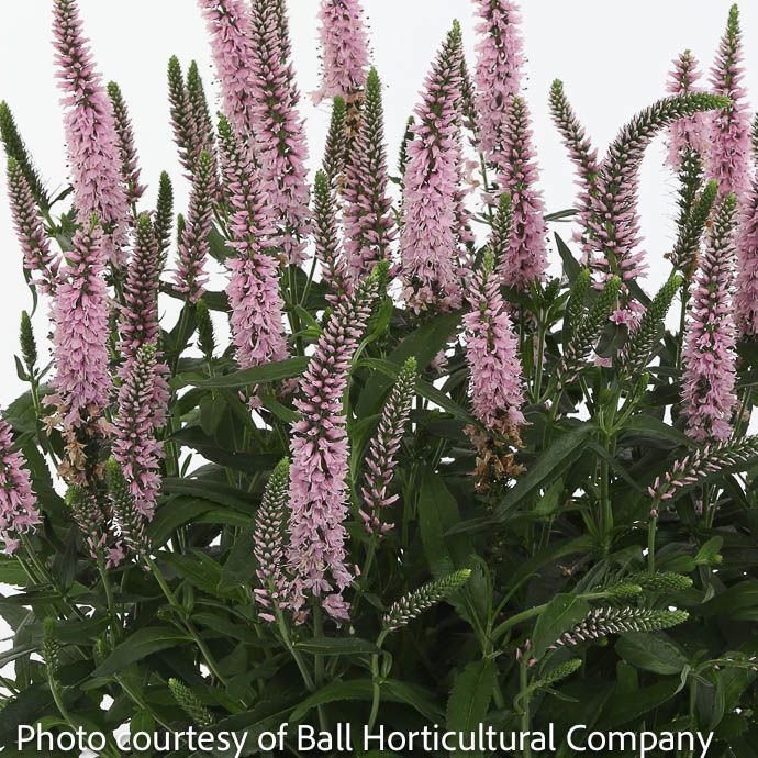 #1 Veronica long Candela Pink/ Speedwell