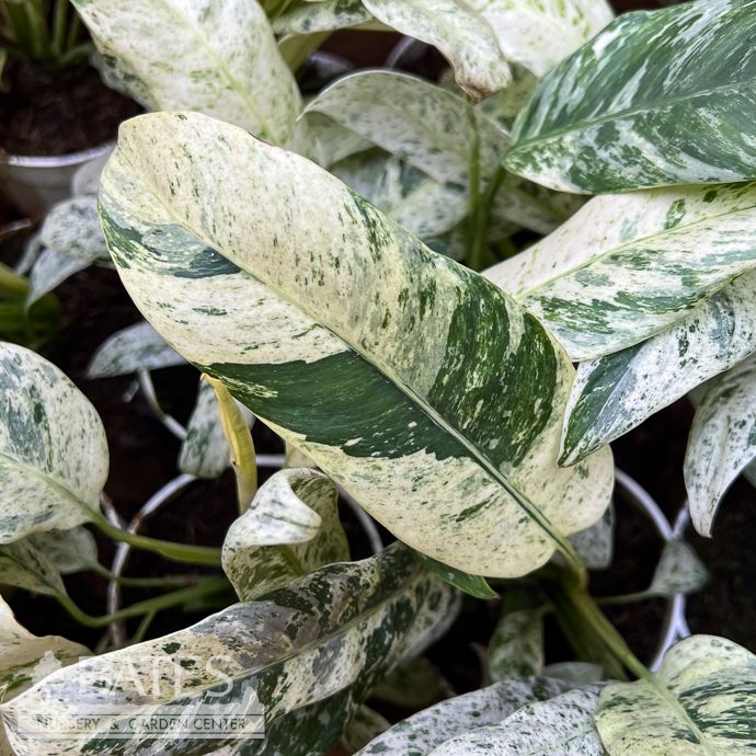 4p! Epipremnum giganteum Variegated/Tropical