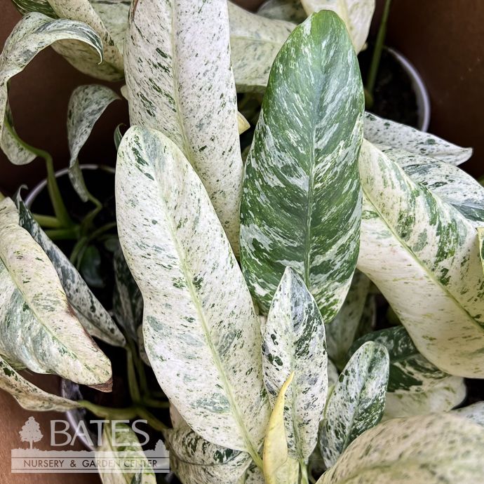 4p! Epipremnum giganteum Variegated/Tropical