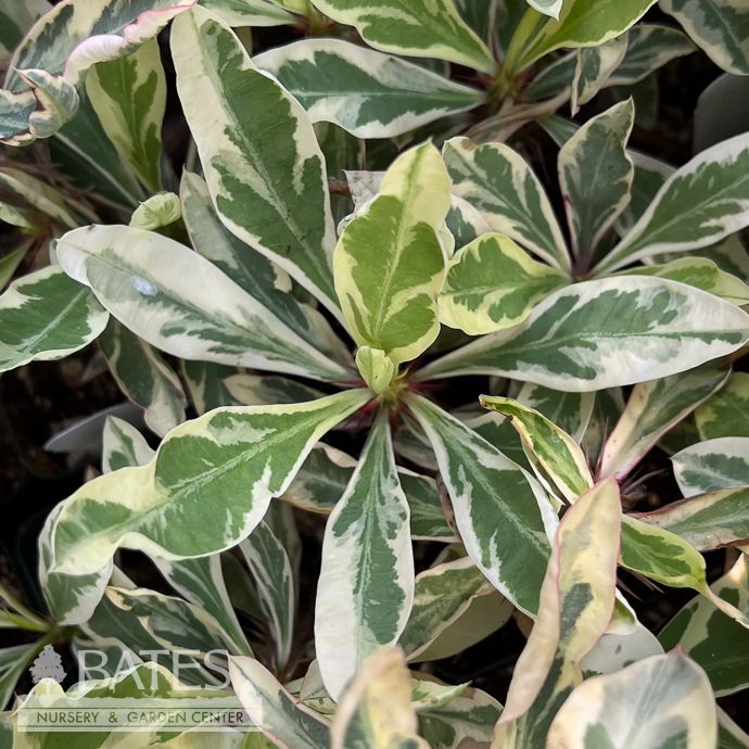 4p! Euphorbia milii Peppermint Candy Variegated /Crown of Thorns /Tropical