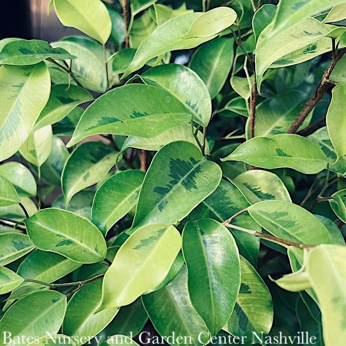 4p! Ficus Benjamina Marguerite /Margarita /Tropical