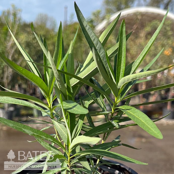 #1 Amsonia illustris/ Bluestar Native (R)