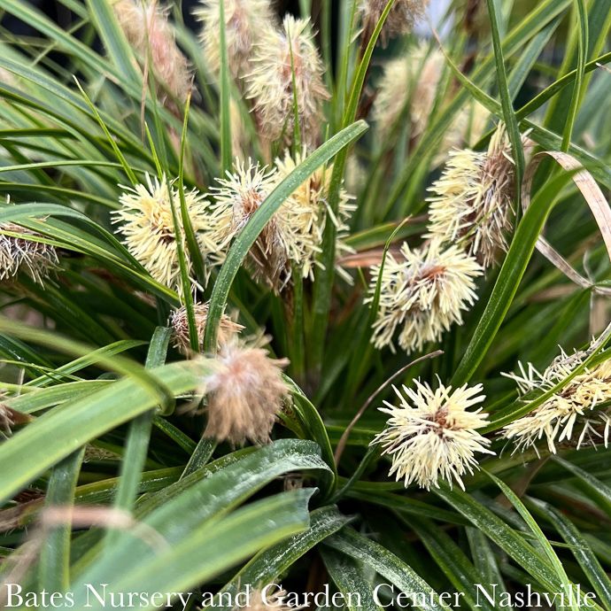 QP Grass Carex osh EverColor 'Everlime'/ Variegated Sedge