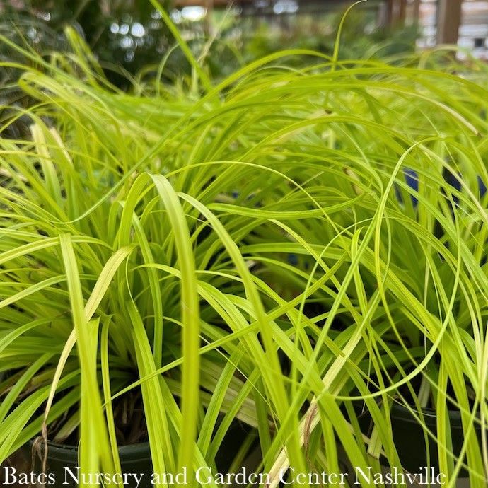 QP Grass Carex osh SL EverColor 'Everillo'/ Golden Sedge