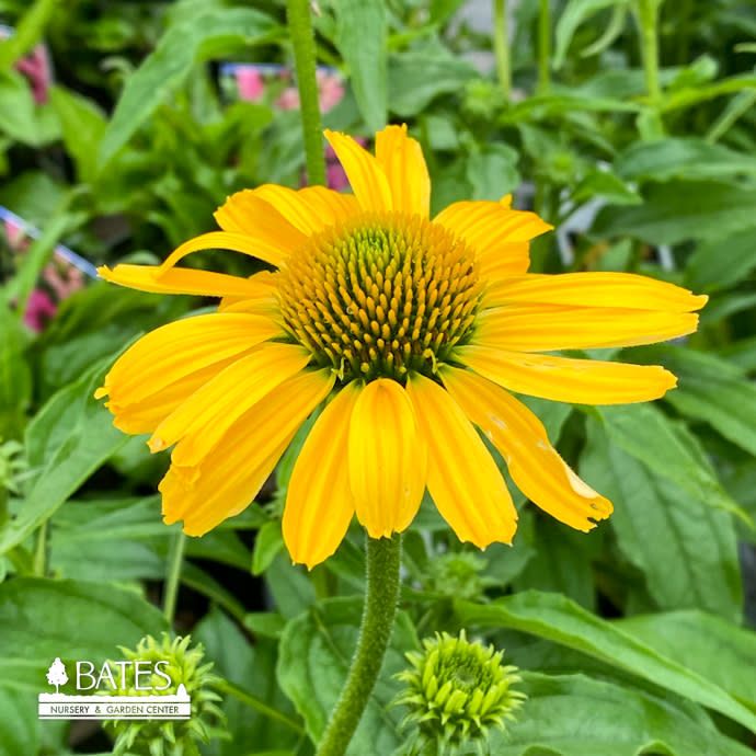 #1 Echinacea x PW Color Coded 'Yellow My Darling'/ Coneflower