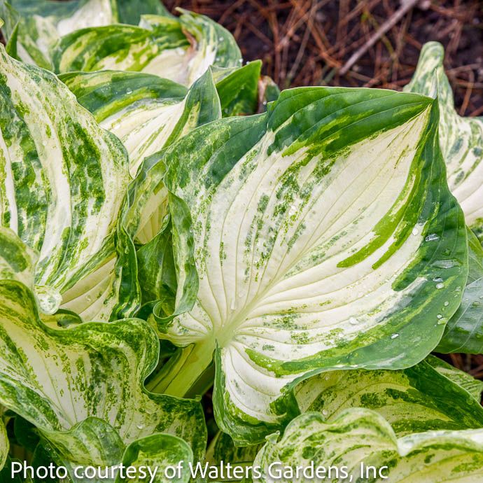 #1 Hosta Frog In My Throat/ Green with White Freckles