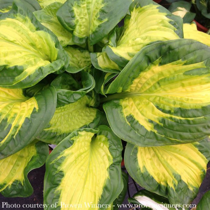 #1 Hosta x PW Shadowland Etched Glass/ Variegated