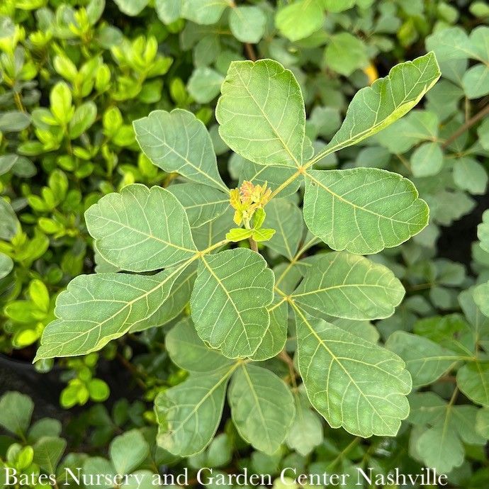 #1 Rhus aro Gro-Low/ Fragrant Sumac Native (TN)