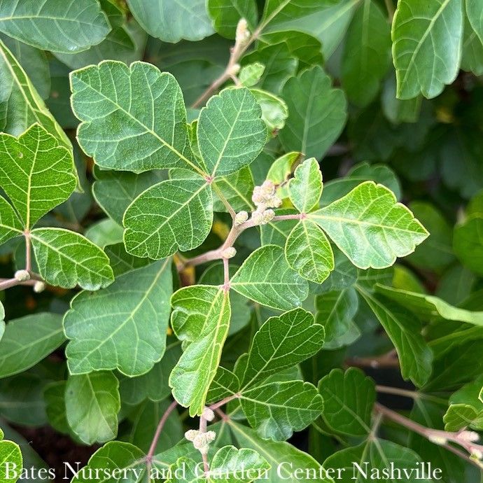 #1 Rhus aro Gro-Low/ Fragrant Sumac Native (TN)