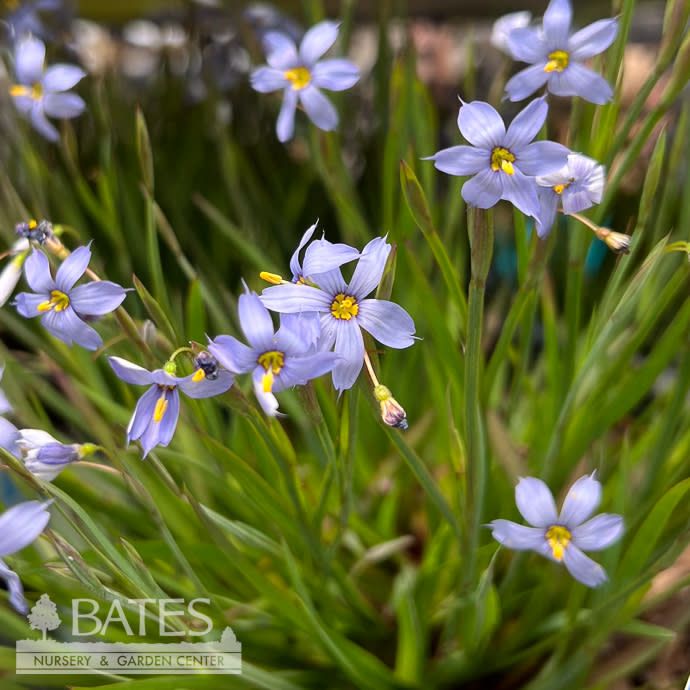 #1 Sisyrinchium nashii Suwannee/ Blue-Eyed Grass Native (TN)