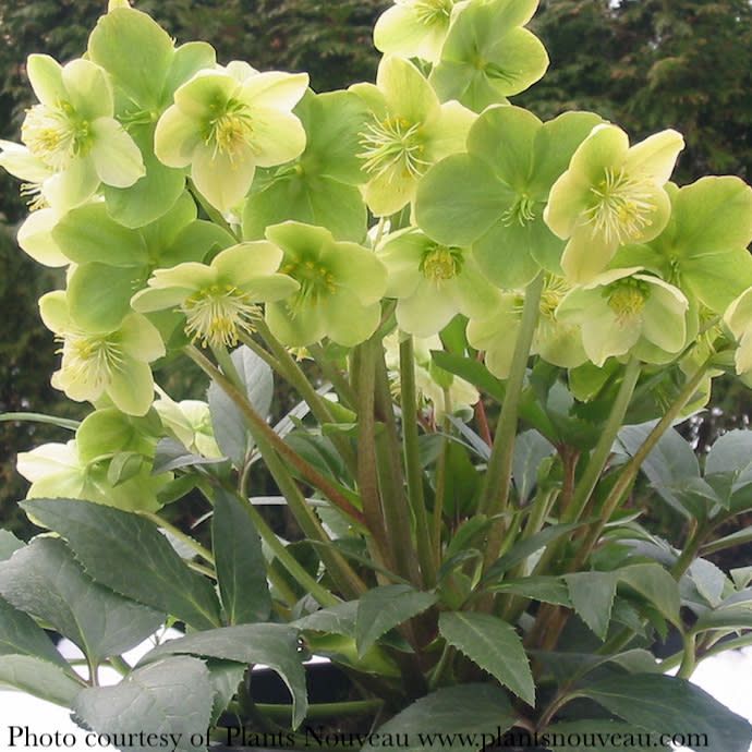 #1 Helleborus x nigercor Winter Magic 'Snow Love'/ Lenten Rose