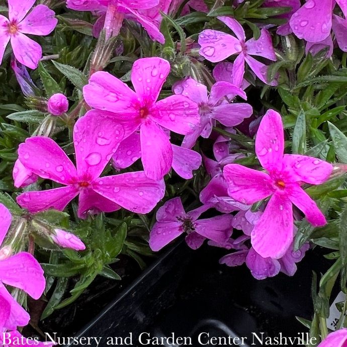 #1 Phlox sub Drummond's Pink/ Creeping Native (TN)