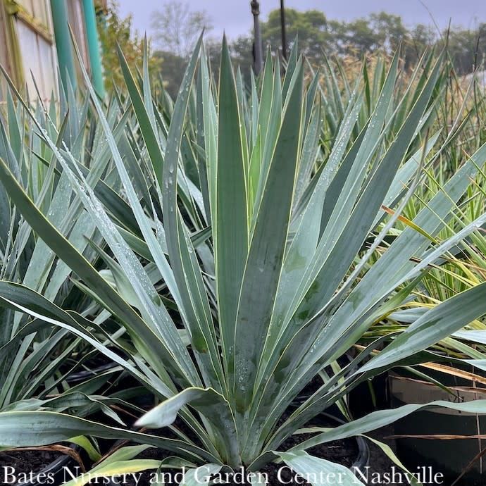 #3 Yucca fil x pal Silver Anniversary/ Adam's Needle Native (TN)