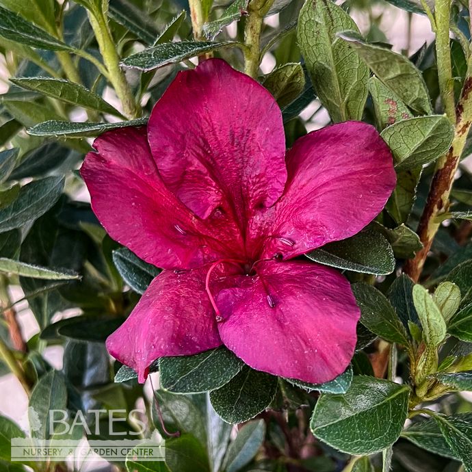 #3 Azalea x Encore Autumn Velvet/ Repeat Dark Maroon Dwarf - Limit of 6