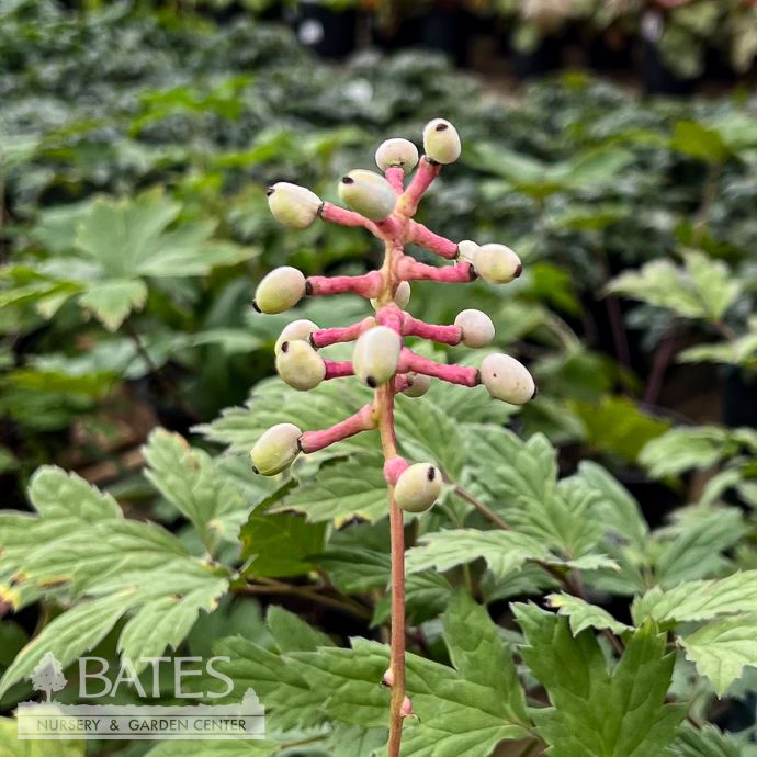 QP Actaea (Cimicifuga) pachypoda/ White Baneberry, Doll's Eyes Native (TN)