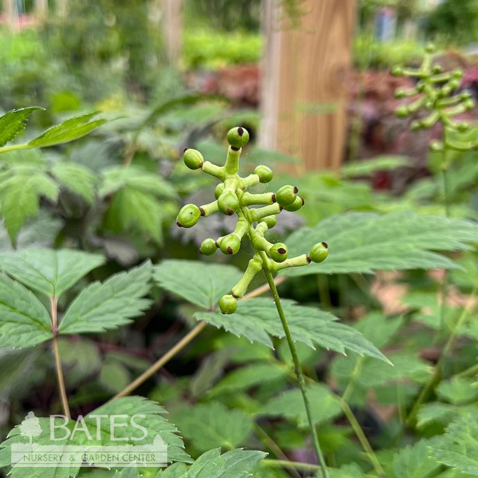 QP Actaea (Cimicifuga) pachypoda/ White Baneberry, Doll's Eyes Native (TN)