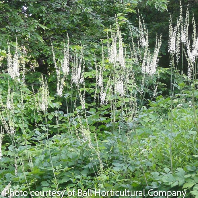 QP Actaea (Cimicifuga) racemosa/ Black Cohosh or Snakeroot Native (TN)