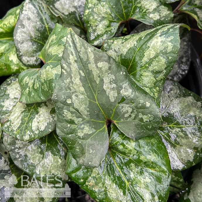#1 Asarum splendens/ Variegated Chinese Wild Ginger
